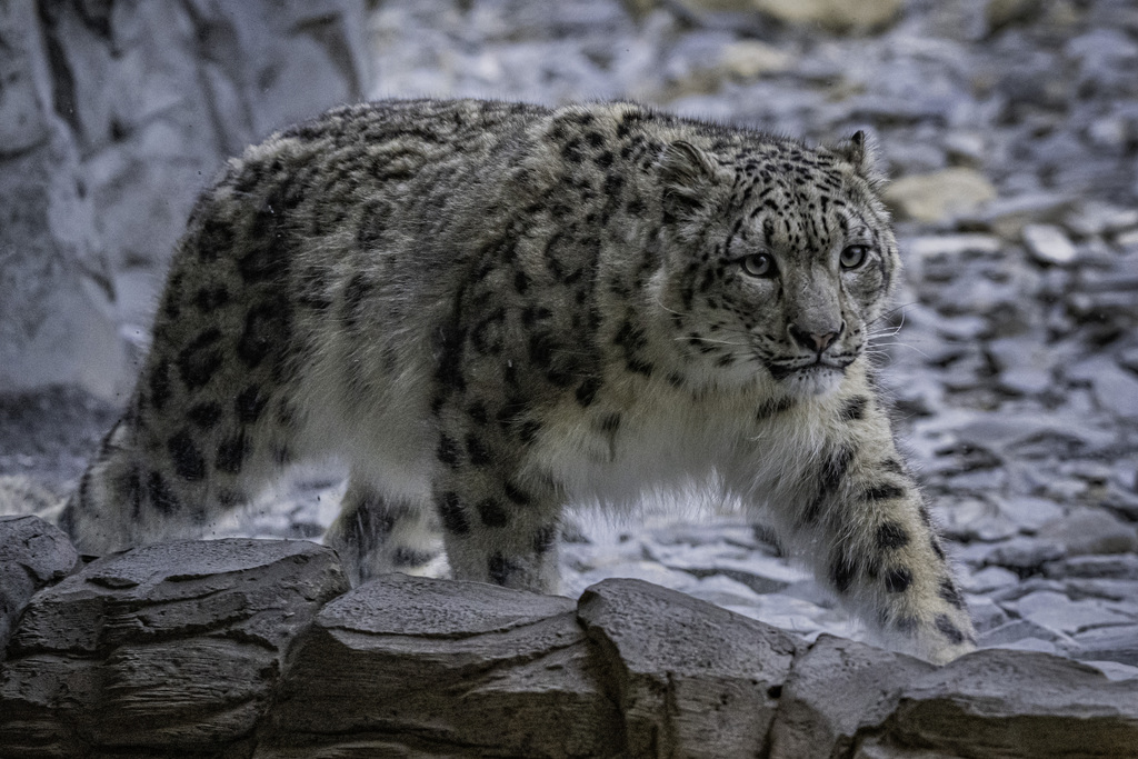 Snow Leopard Enclosure, Chester Zoo, UK